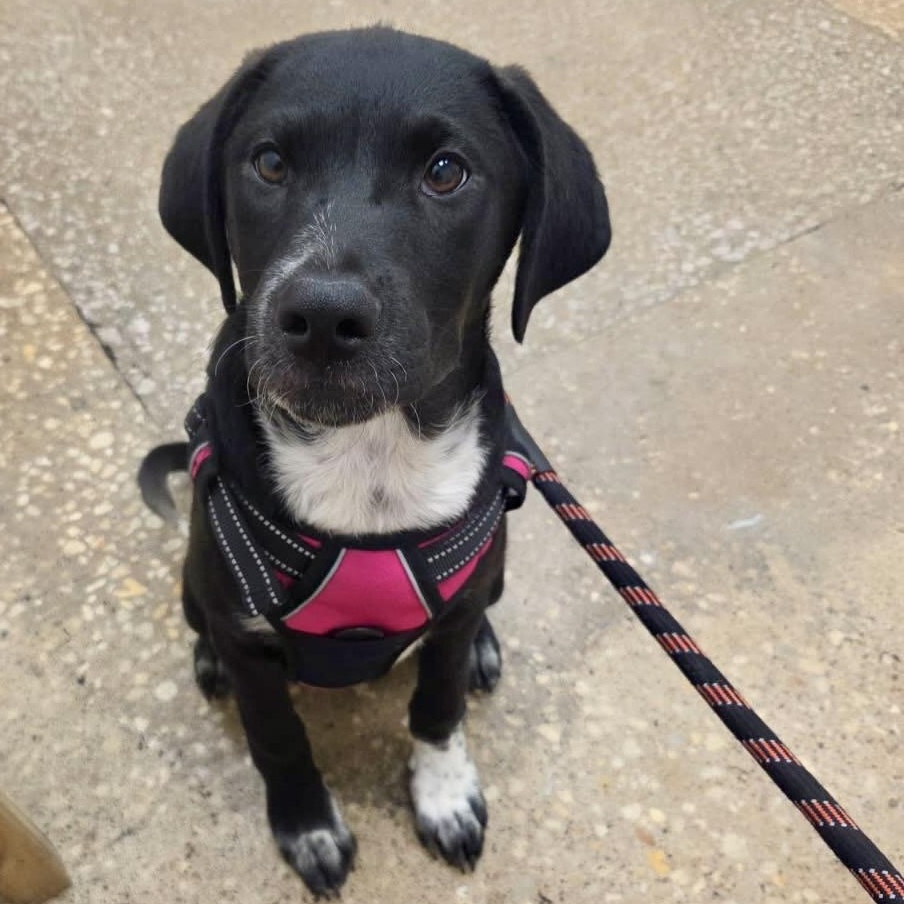 Dog for adoption Panda, a Collie & Shepherd Mix in Fort Lupton, CO