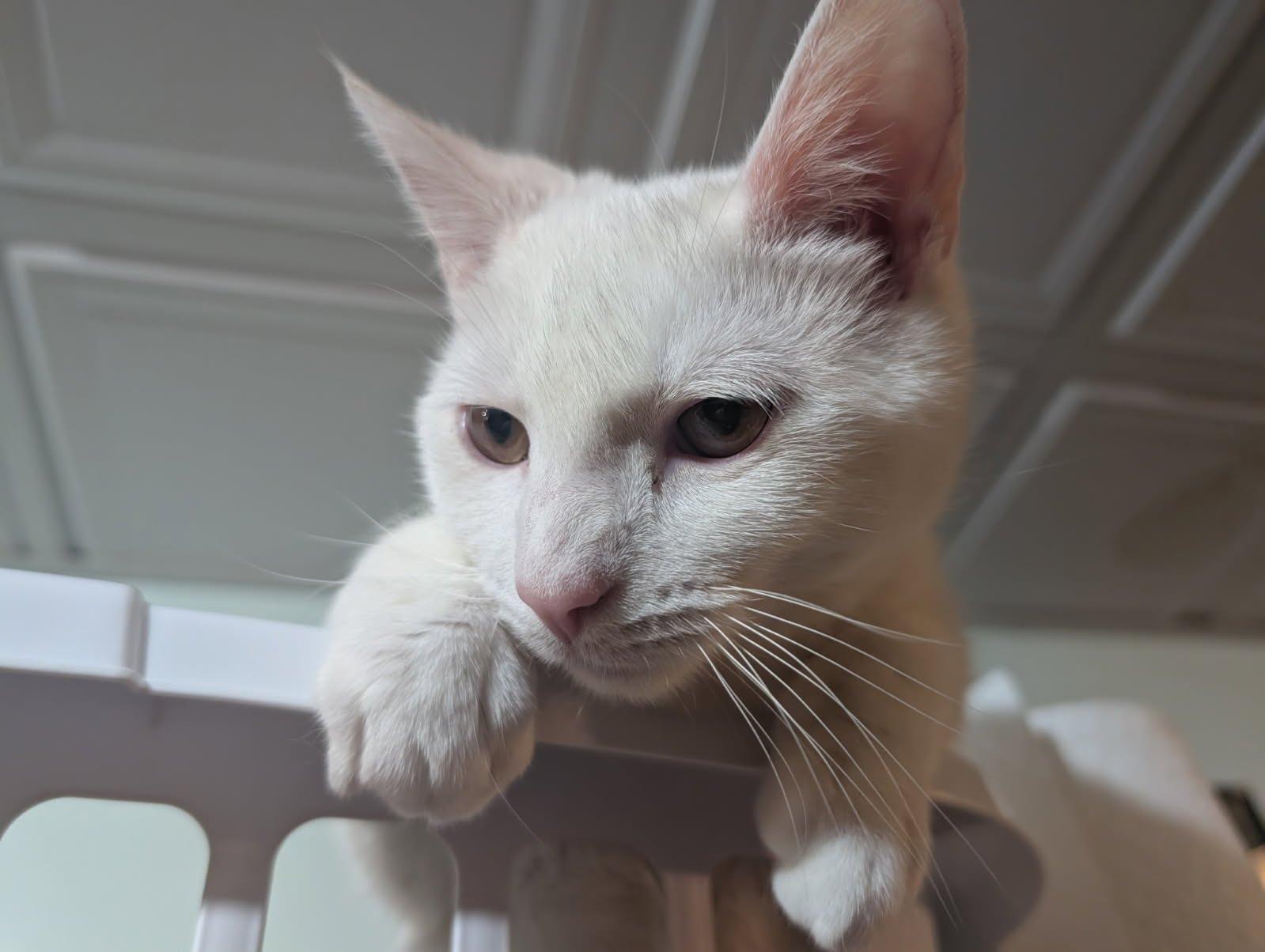 Enlarge Meringue, a Adoptable mixed breed in Pittsburgh, PA image 4/6