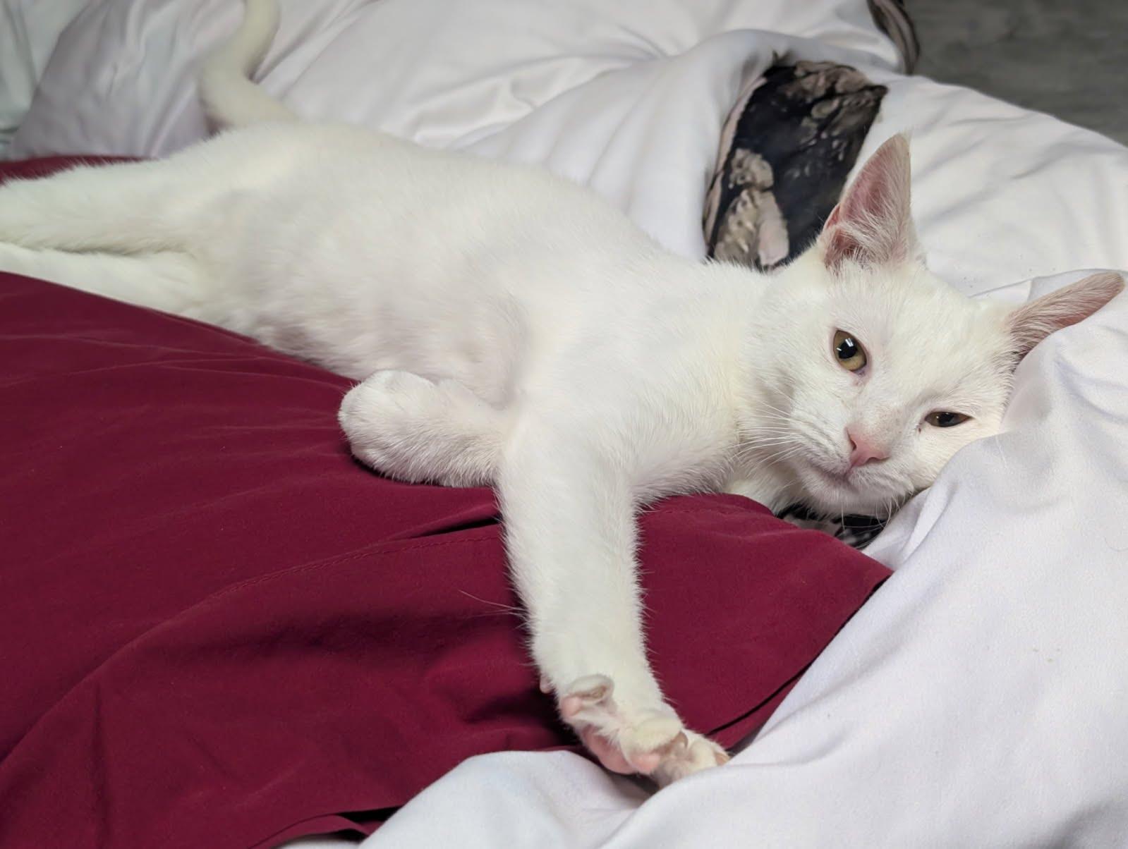 Enlarge Meringue, a Adoptable mixed breed in Pittsburgh, PA image 6/6