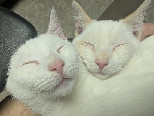 Enlarge Meringue, a Adoptable mixed breed in Pittsburgh, PA image 1/6