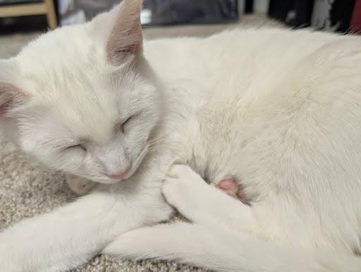 Enlarge Meringue, a Adoptable mixed breed in Pittsburgh, PA image 5/6