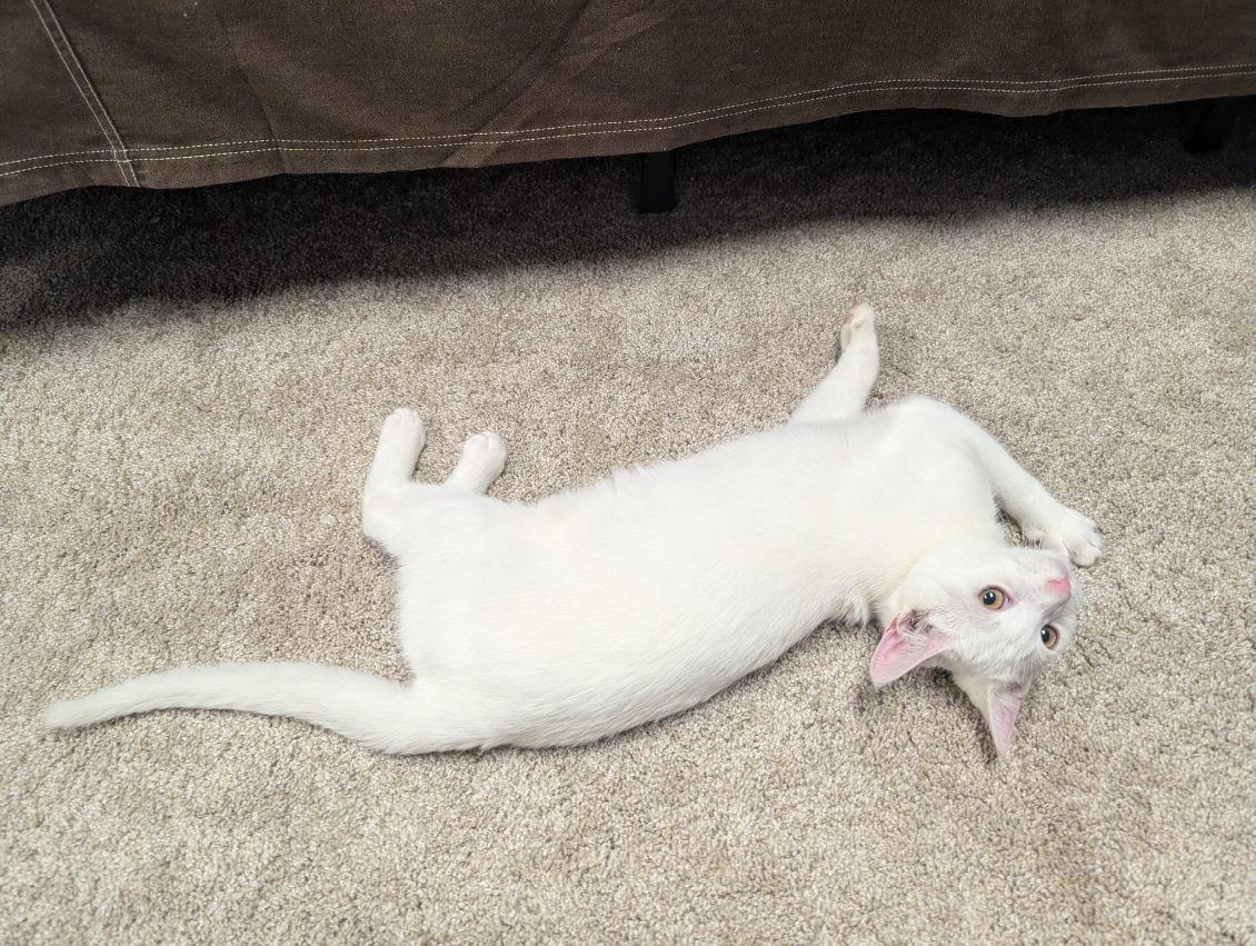 Enlarge Meringue, a Adoptable mixed breed in Pittsburgh, PA image 2/6