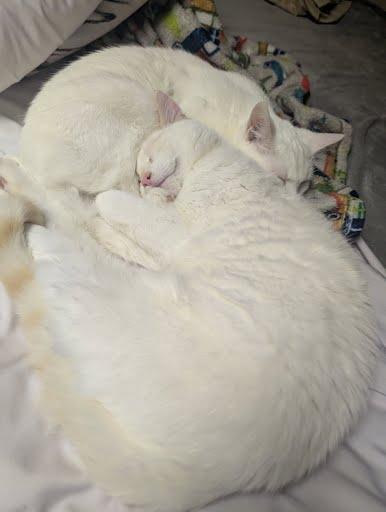 Enlarge Meringue, a Adoptable mixed breed in Pittsburgh, PA image 3/6