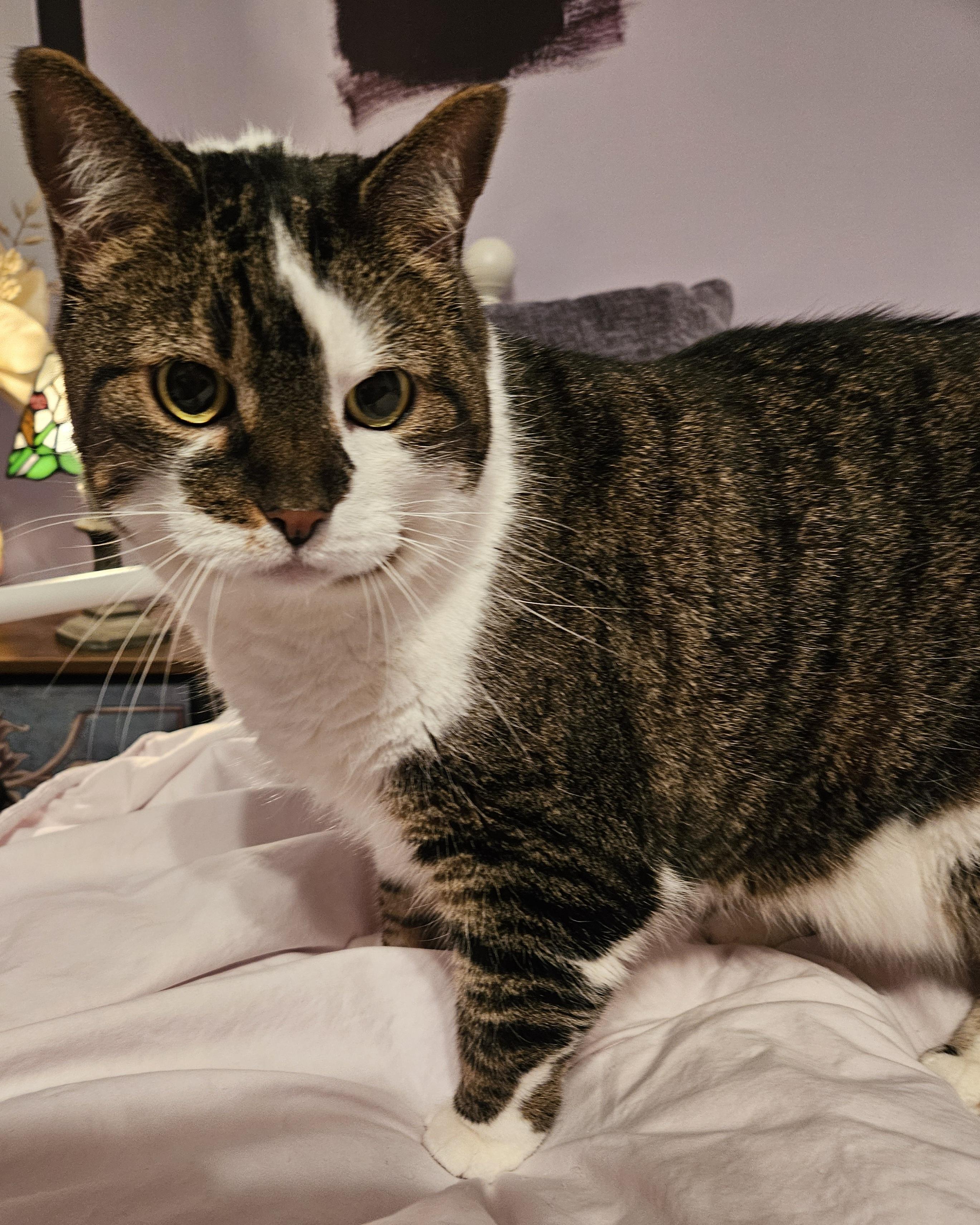 Enlarge Serena & Venus-bonded pair, a ADOPTABLE mixed breed in Berlin, CT image 4/5