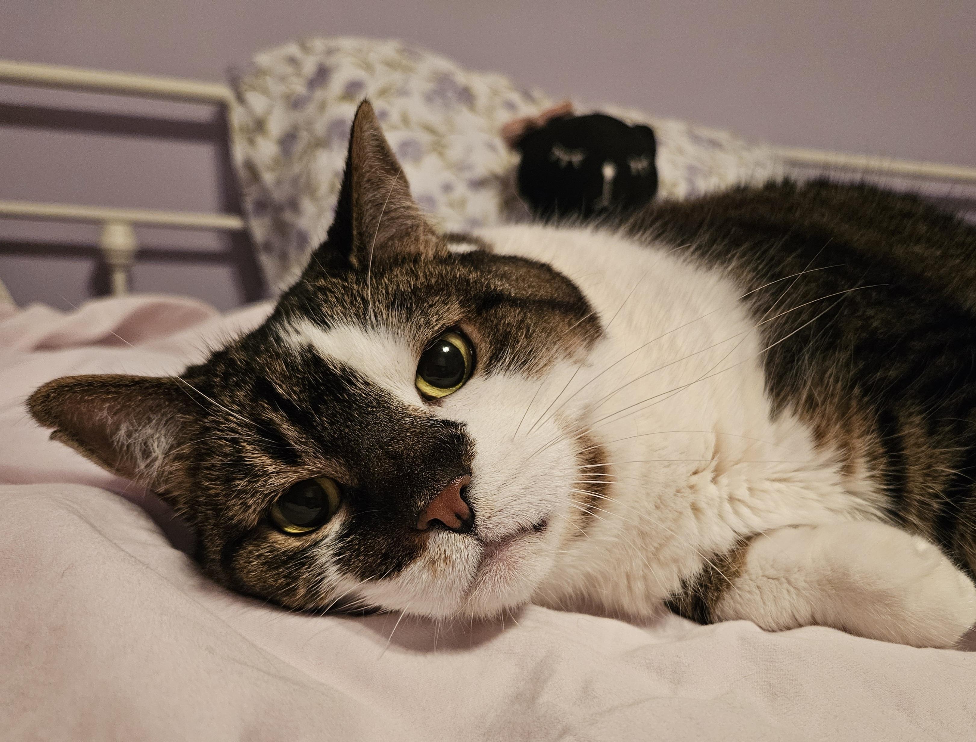 Serena & Venus-Urgent!, ADOPTABLE, Senior Female Tabby & Tiger.