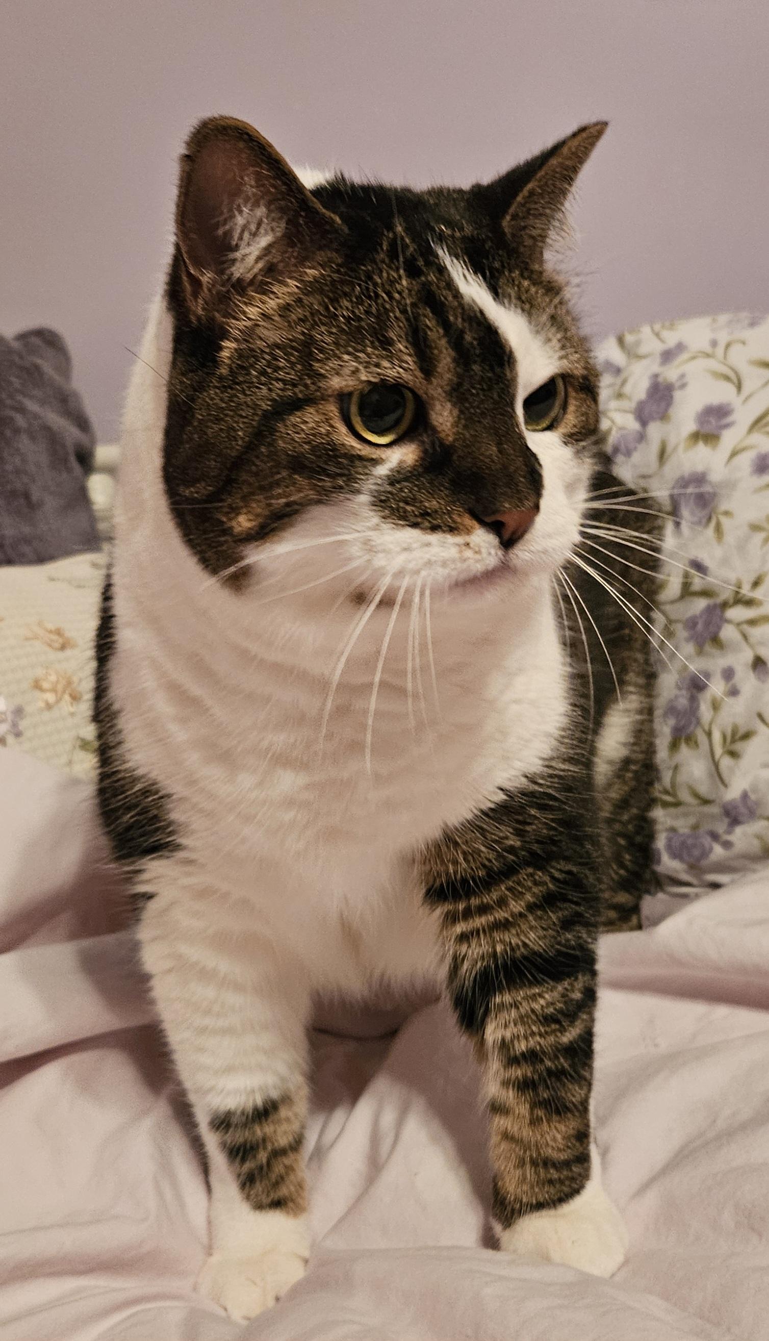 Serena & Venus-Urgent!, a ADOPTABLE mixed breed in Berlin, CT image 2/4