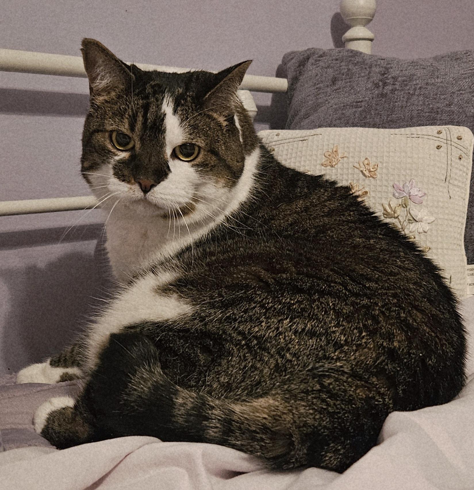 Serena & Venus-Urgent!, a ADOPTABLE mixed breed in Berlin, CT image 3/4