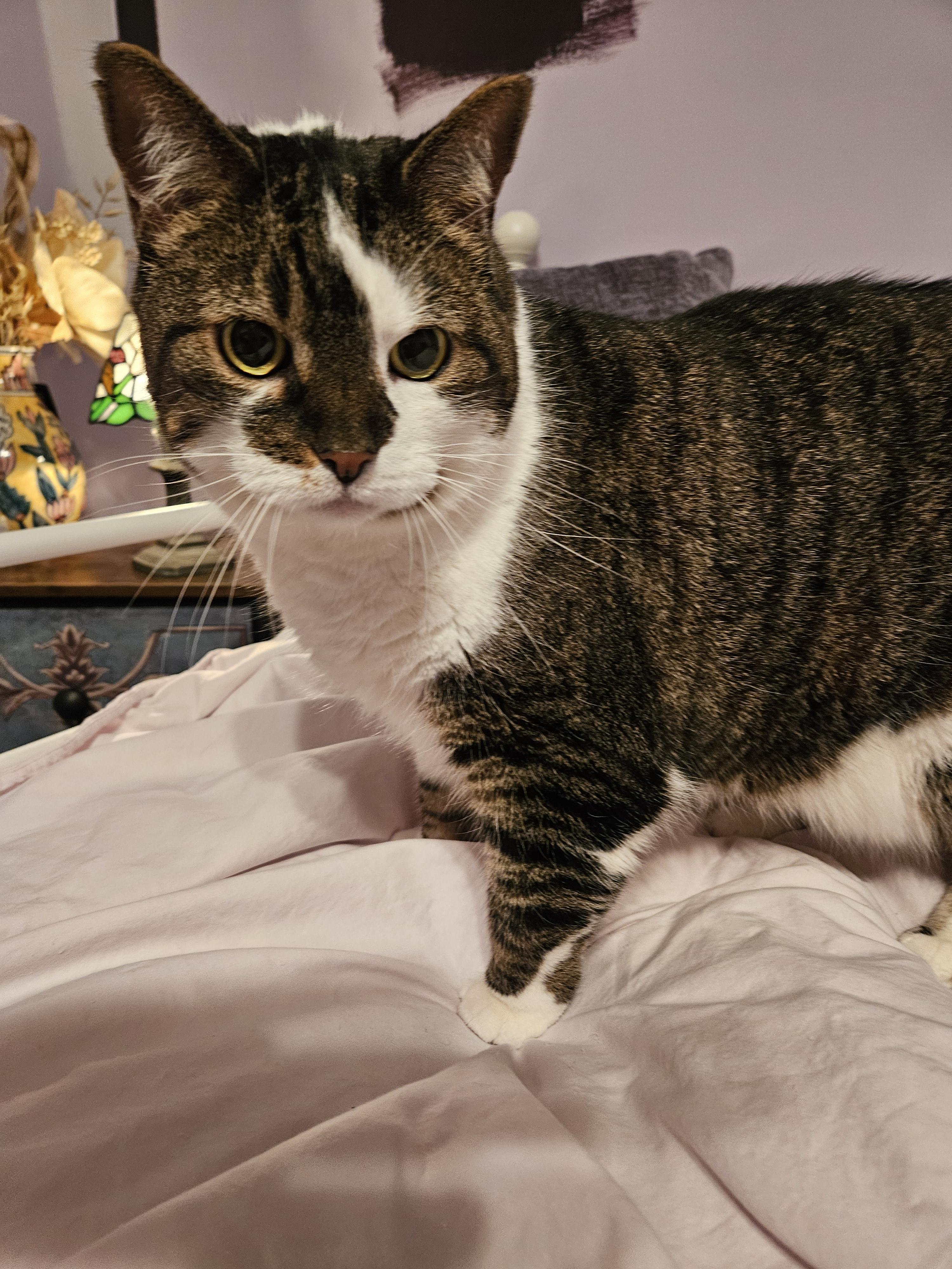 Serena & Venus-Urgent!, a ADOPTABLE mixed breed in Berlin, CT image 4/4