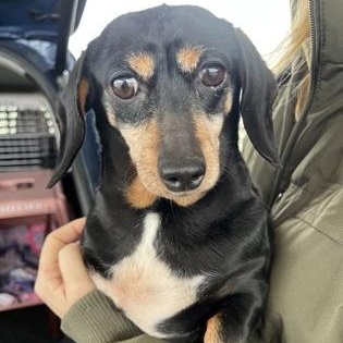 Princess Peach, adopted, Adult Female Dachshund.