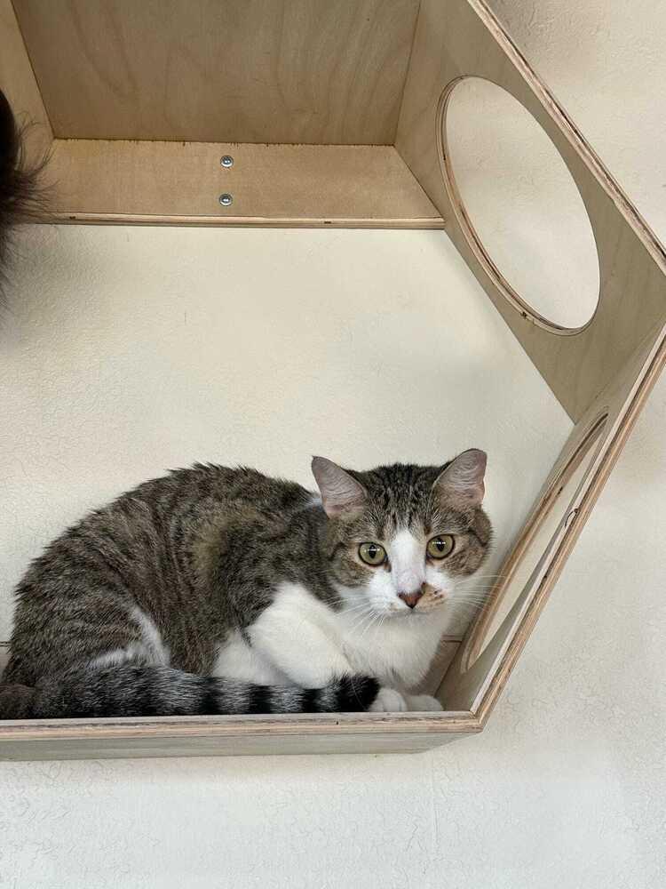 Pixel 3, Adoptable, Young Female Domestic Short Hair.