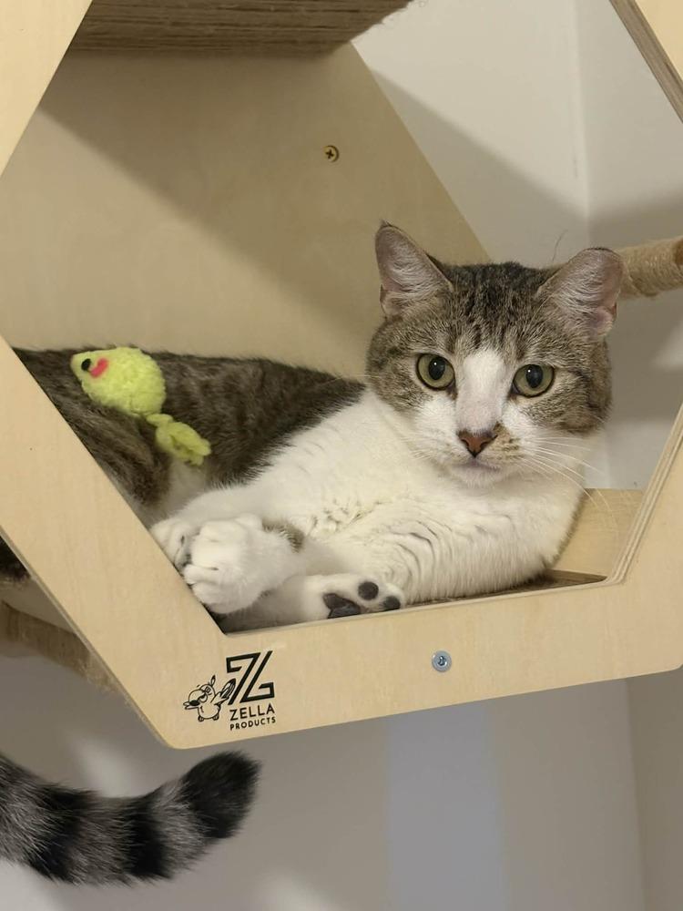 Pixel 3, Adoptable, Young Female Domestic Short Hair.