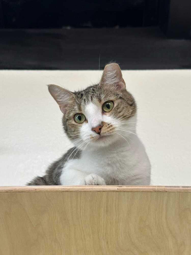 Enlarge Pixel 3, a Adoptable mixed breed in tucson, AZ image 3/6