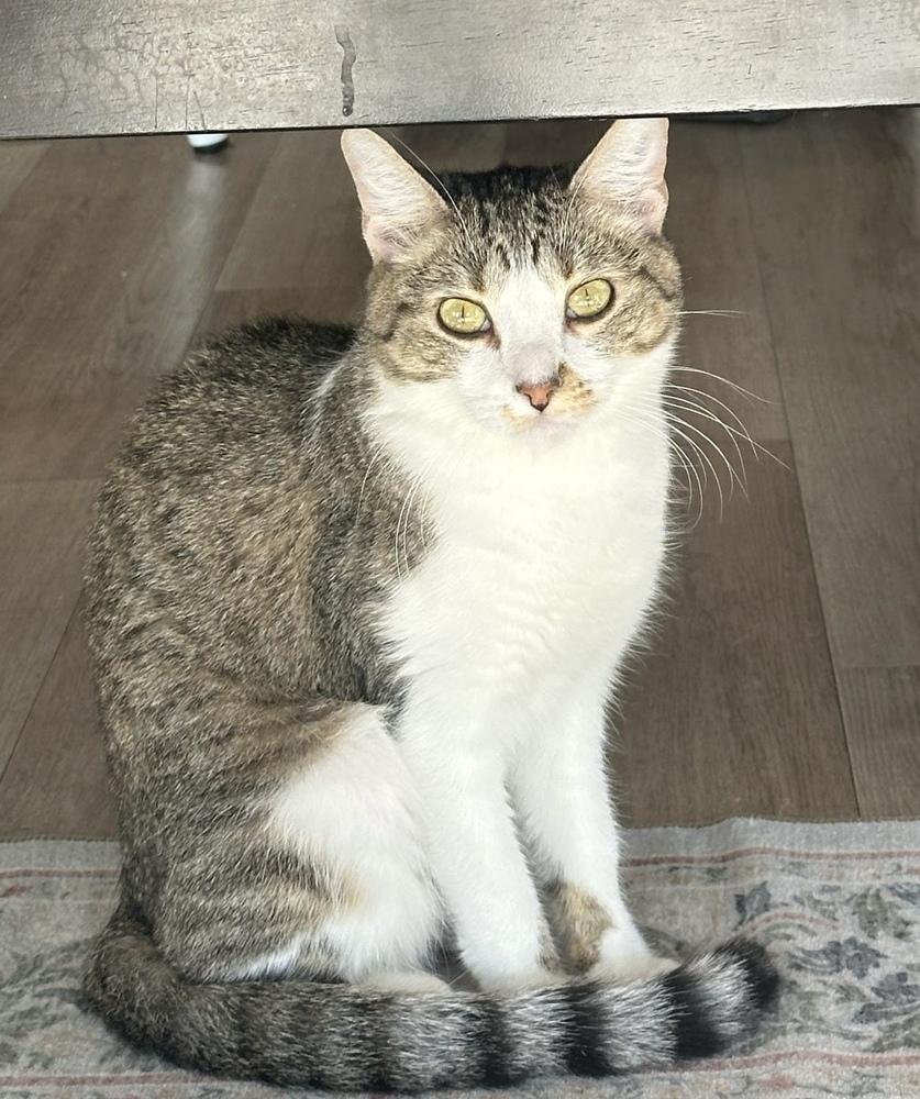 Enlarge Pixel 3, a Adoptable mixed breed in tucson, AZ image 4/6