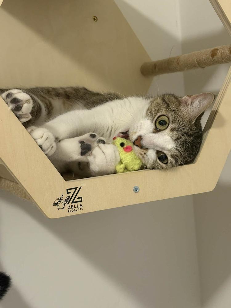 Enlarge Pixel 3, a Adoptable mixed breed in tucson, AZ image 2/5