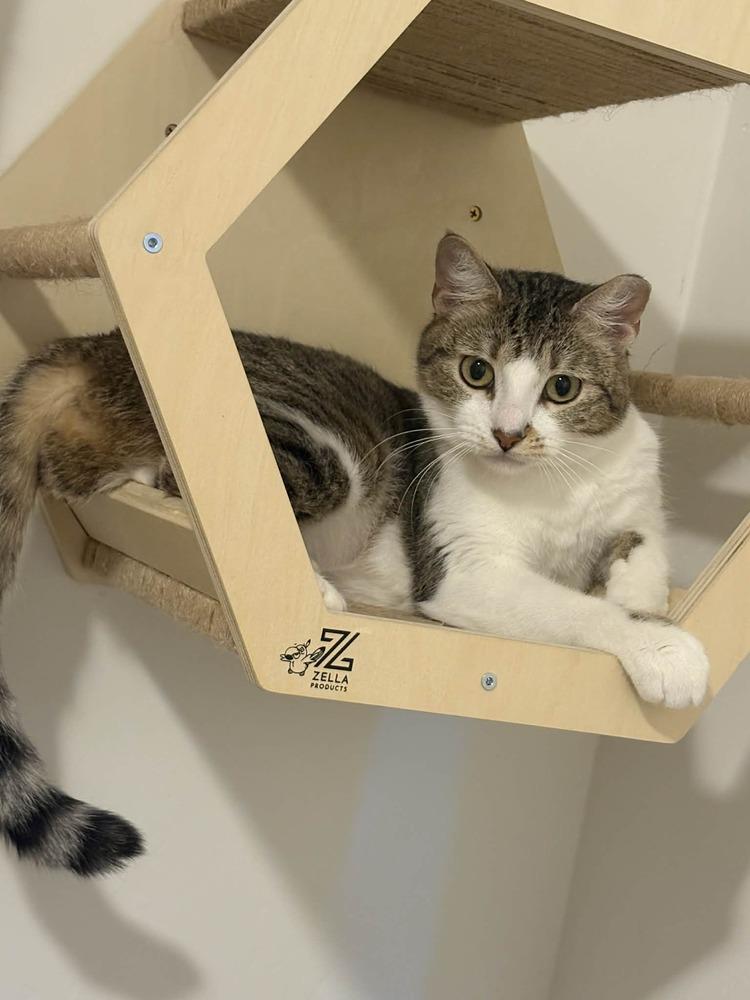 Enlarge Pixel 3, a Adoptable mixed breed in tucson, AZ image 3/5