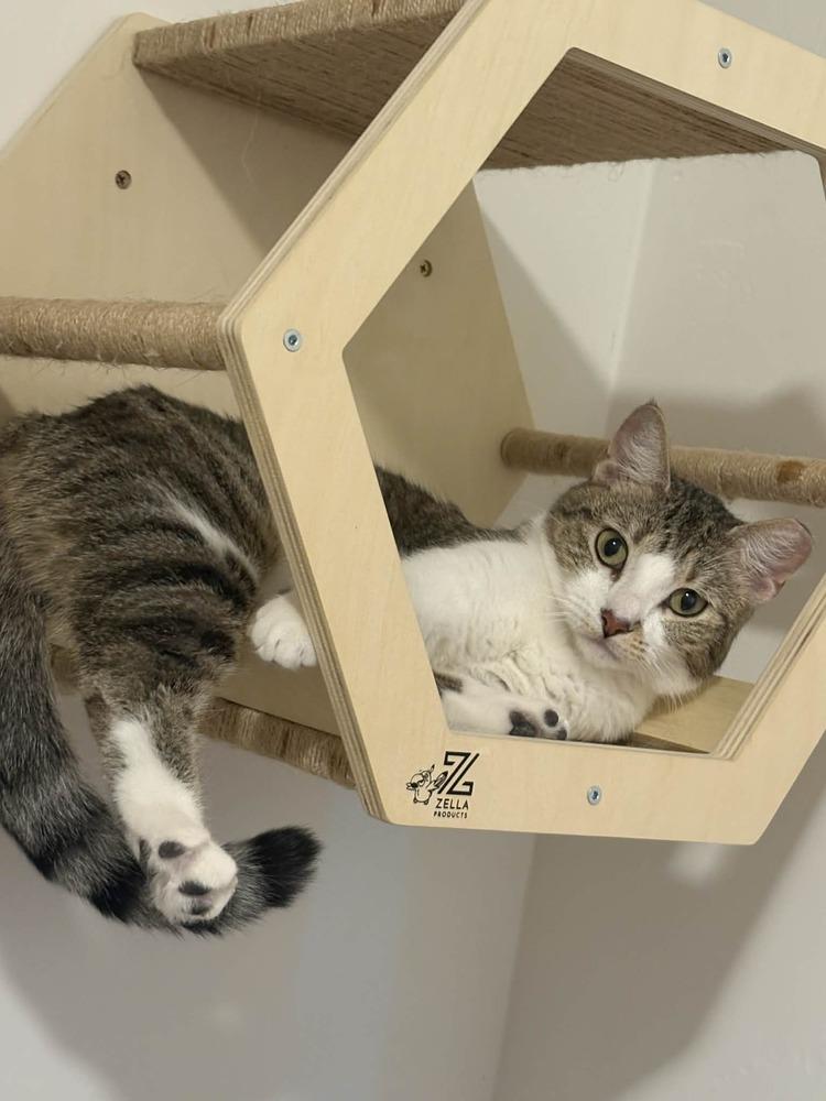 Enlarge Pixel 3, a Adoptable mixed breed in tucson, AZ image 4/5