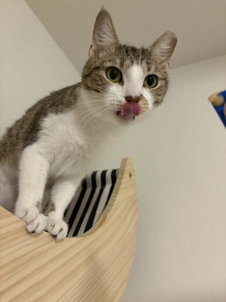 Enlarge Pixel 3, a Adoptable mixed breed in tucson, AZ image 5/5