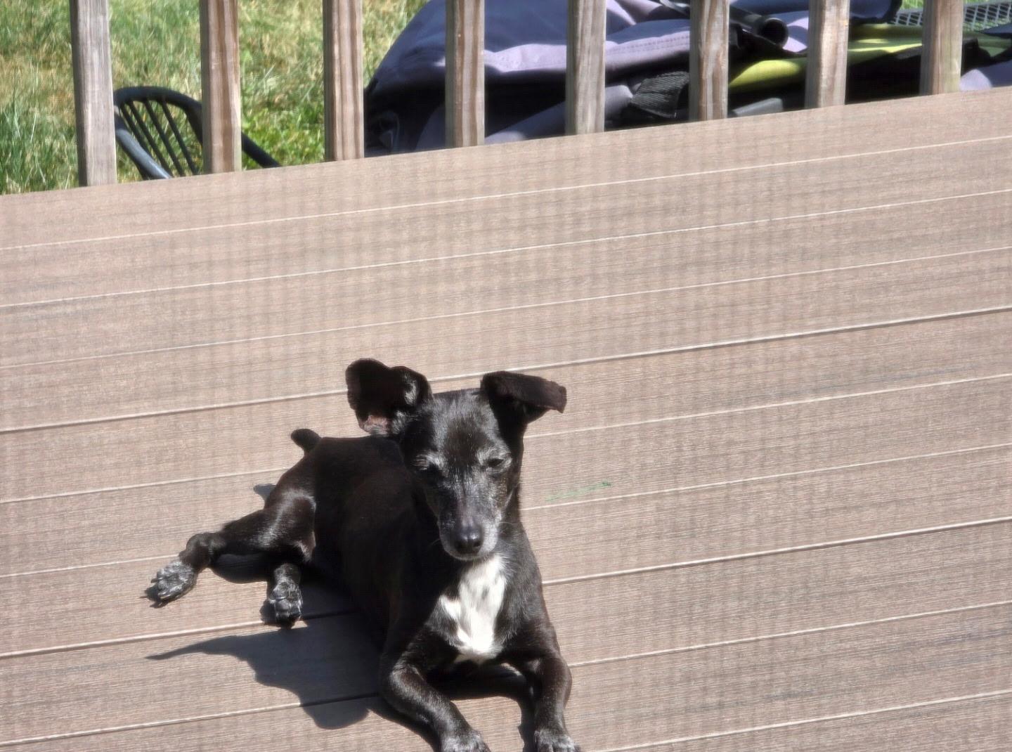 Weenie, ADOPTABLE, Senior Female Dachshund & Jack Russell Terrier.
