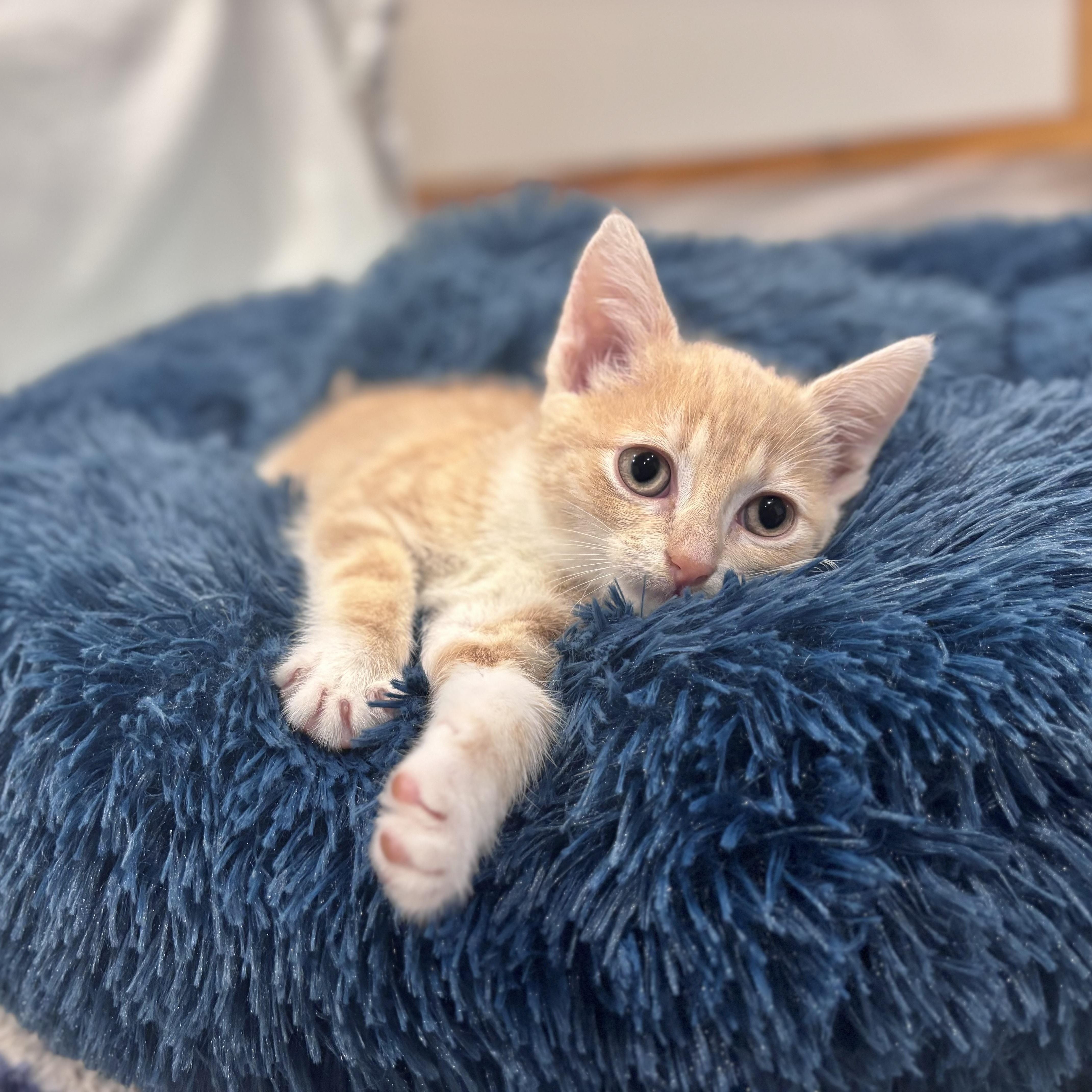 Enlarge Sterling, a Adopted Domestic Short Hair in Scottsville, VA image 3/6