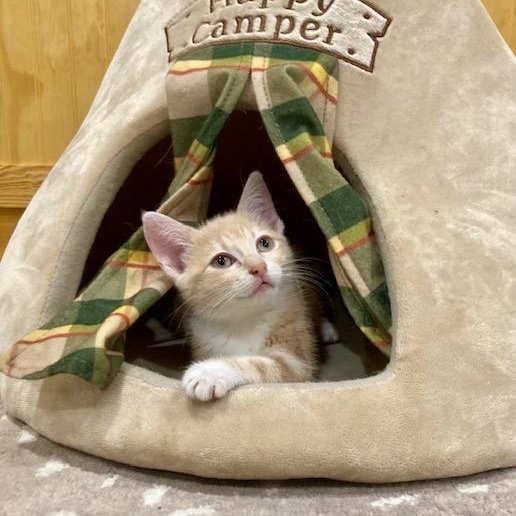 Enlarge Sterling, a Adopted Domestic Short Hair in Scottsville, VA image 2/6