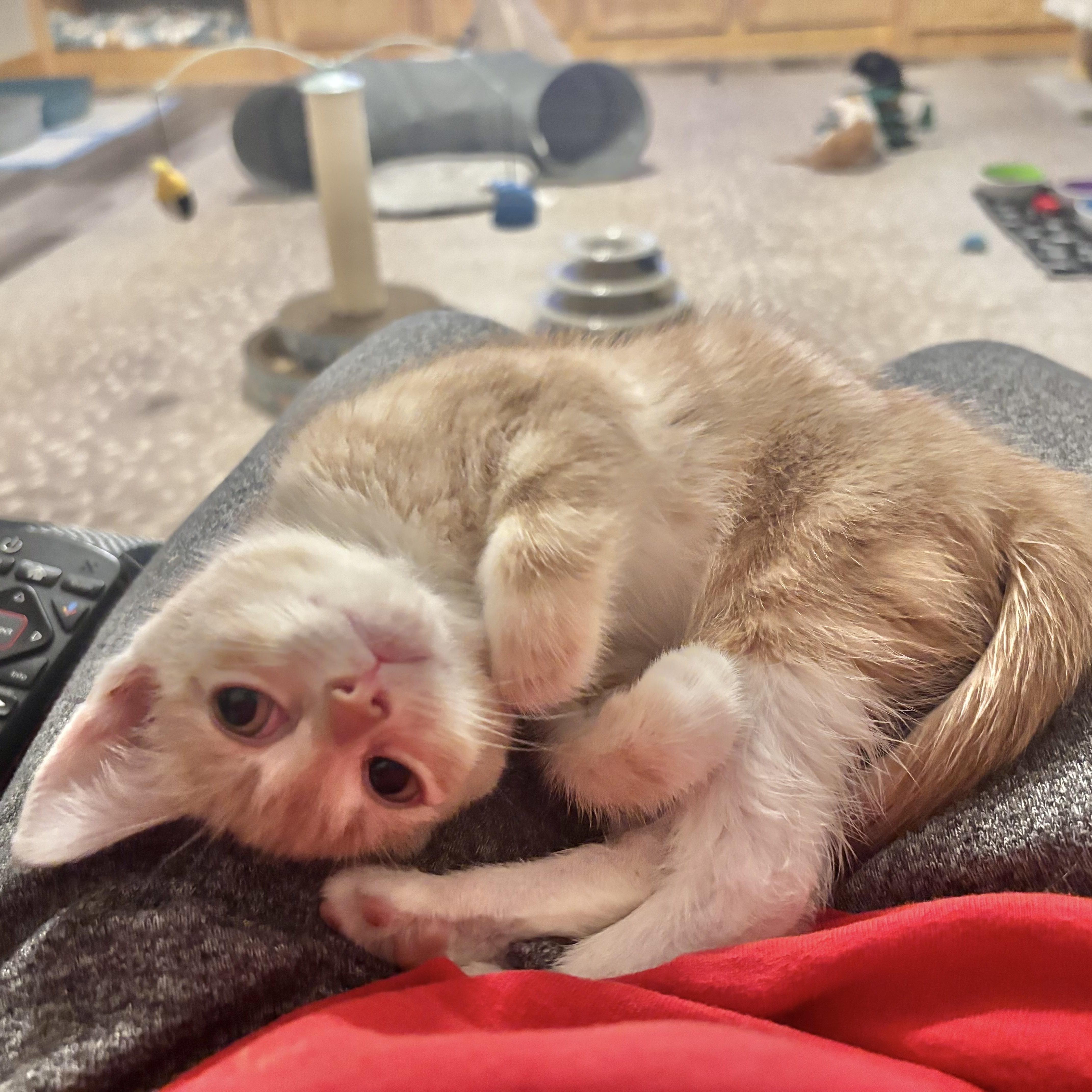 Enlarge Sterling, a Adopted Domestic Short Hair in Scottsville, VA image 5/6