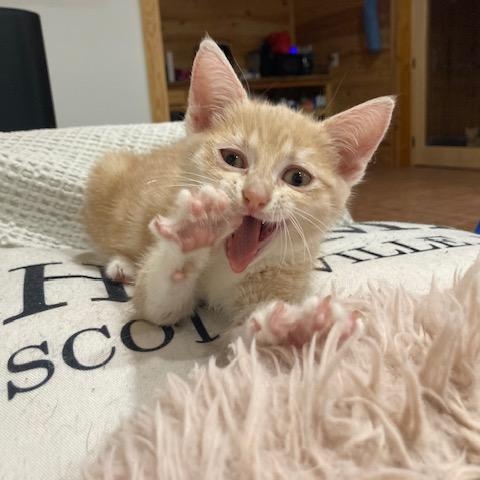 Enlarge Sterling, a Adopted Domestic Short Hair in Scottsville, VA image 1/6