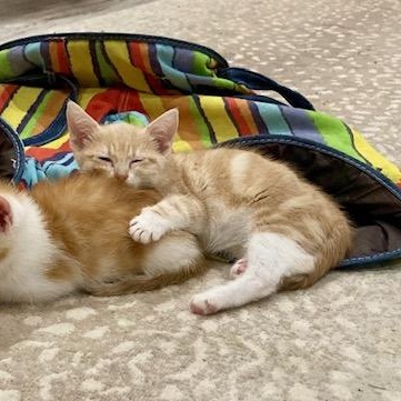 Enlarge Sterling, a Adopted Domestic Short Hair in Scottsville, VA image 4/6