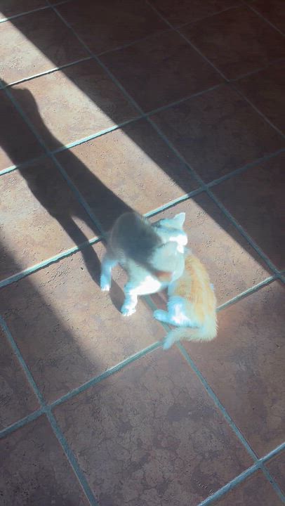 Enlarge Sterling, a Adopted Domestic Short Hair in Scottsville, VA video 6/6