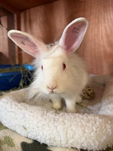 LILLY, Adoptable, Baby Female Bunny Rabbit.