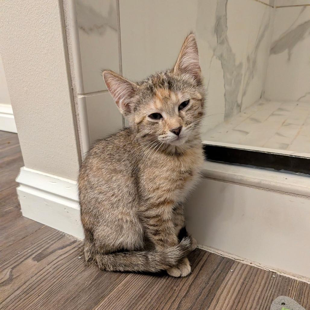Enlarge Carrie **Off-Site Foster Home**, a Adoptable Domestic Short Hair in Troy, IL image 1/1
