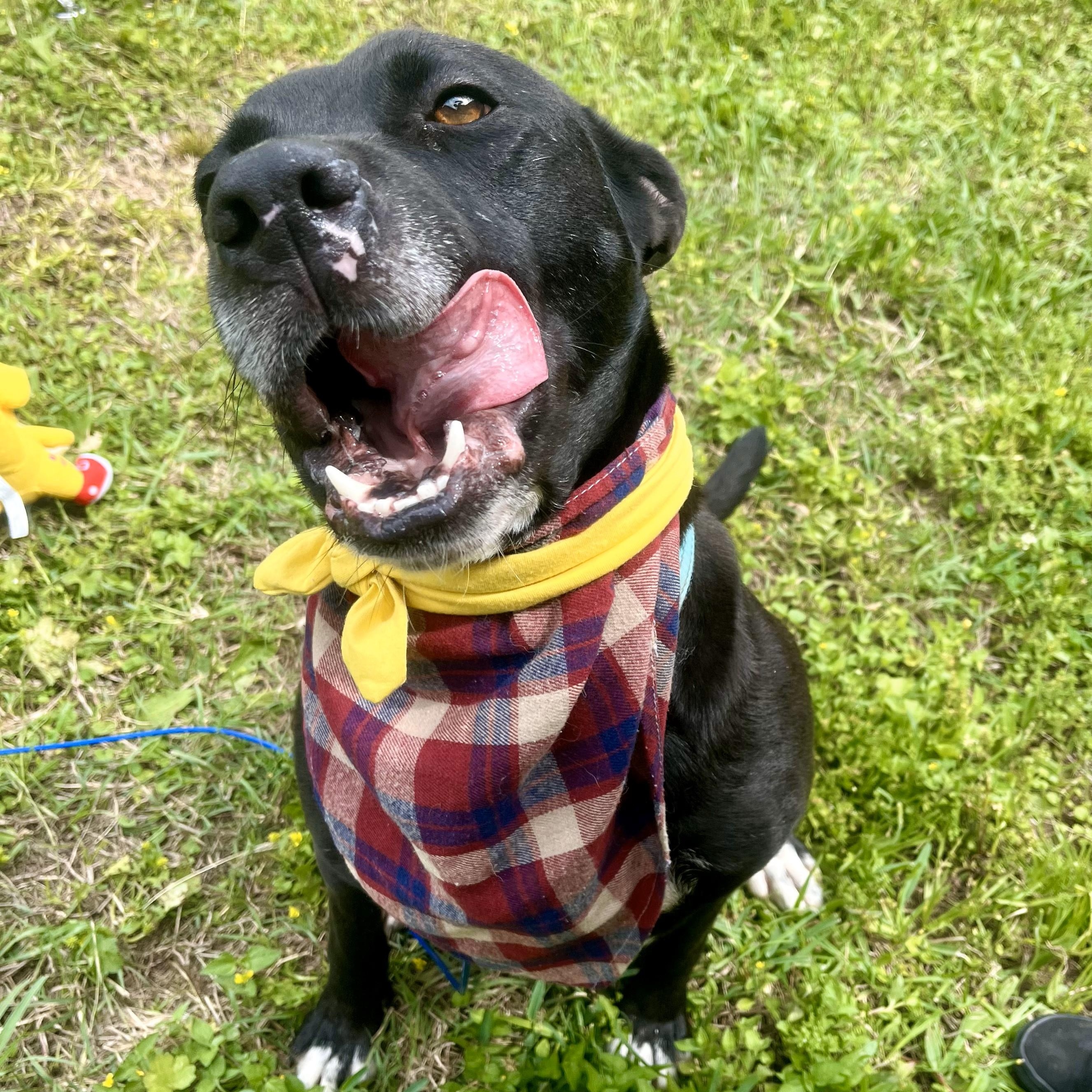 Flik Tortellini — thumbnail 3