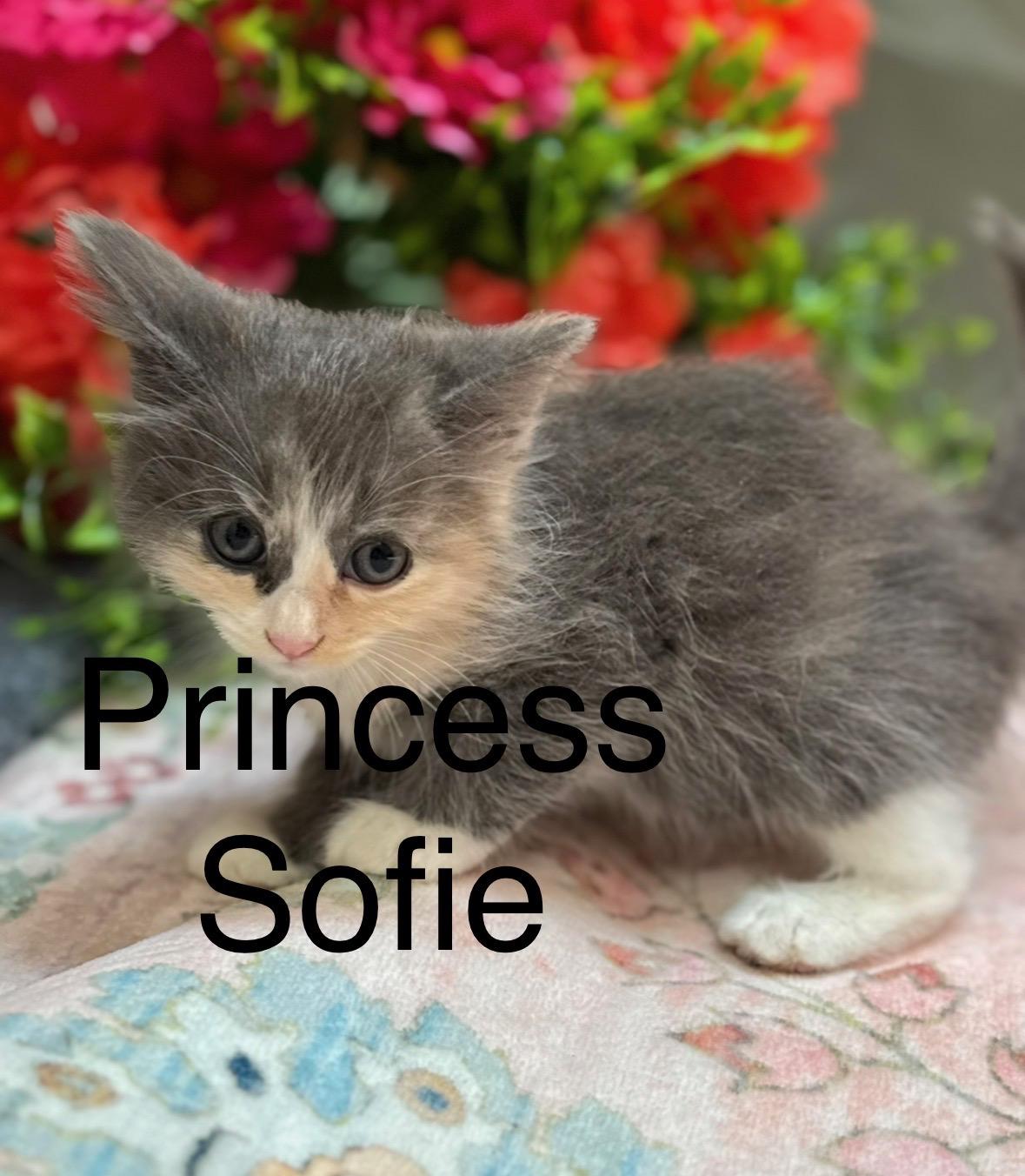 Princess Sofie (Bella's Sister), a ADOPTABLE Dilute Calico in Fullerton, CA image 1/2