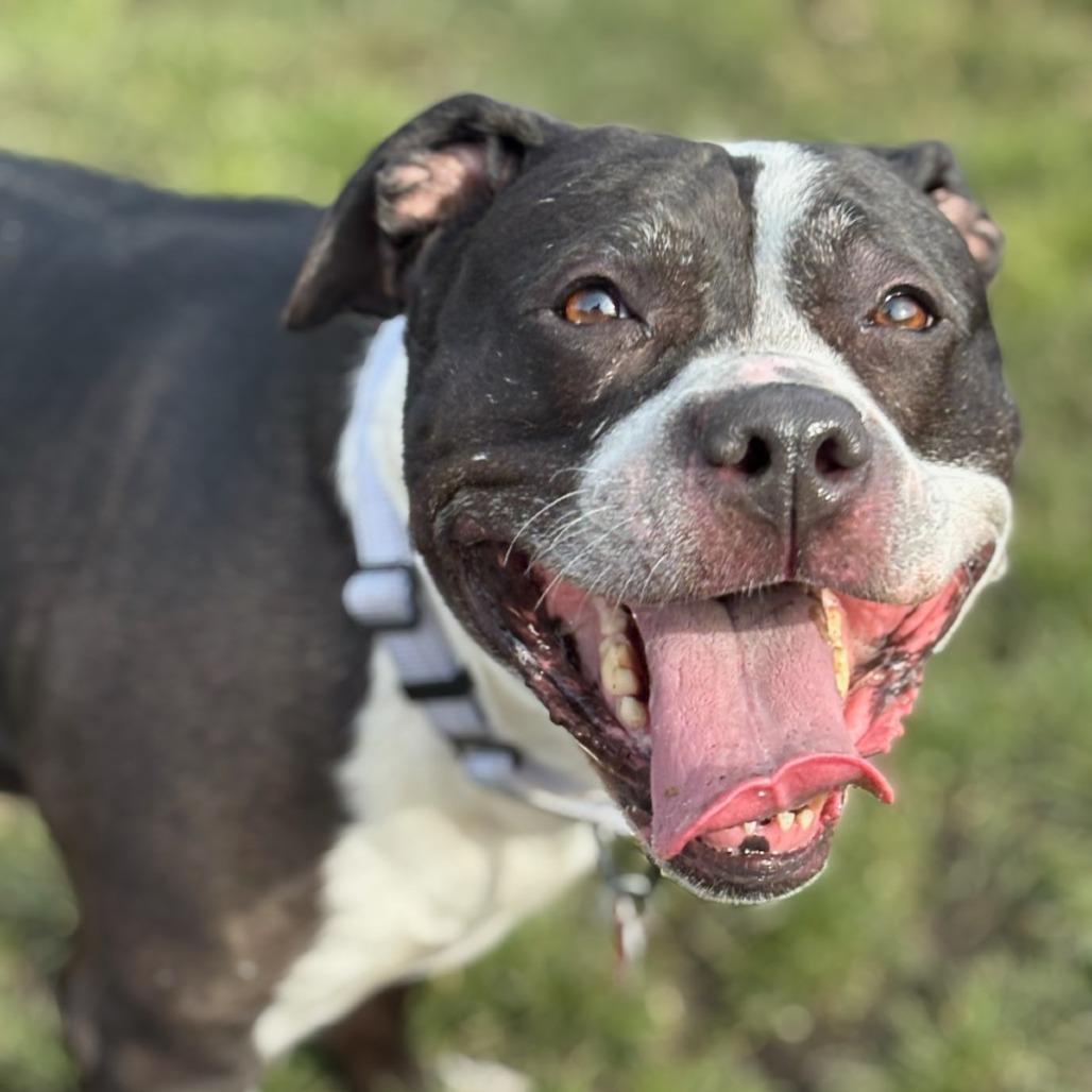 Enlarge Jinx, a Adoptable Mixed Breed in Medford, OR image 1/4