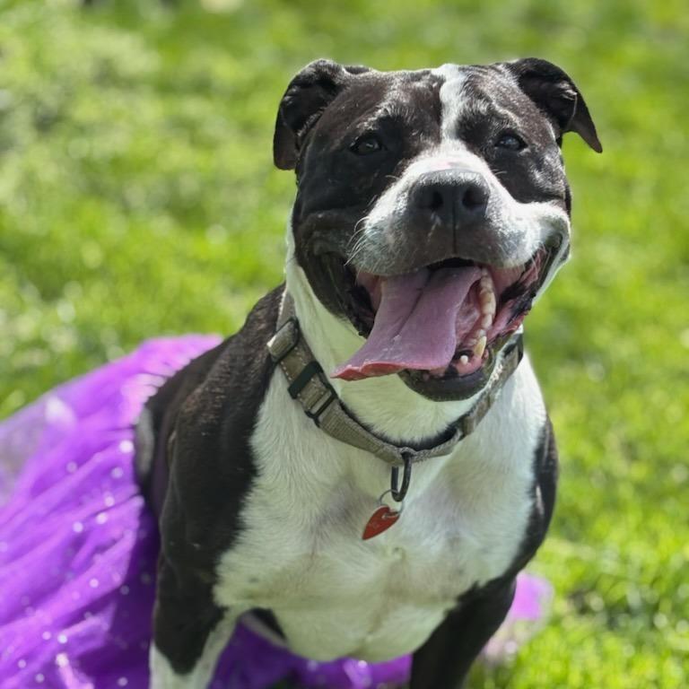 Enlarge Jinx, a Adoptable Mixed Breed in Medford, OR image 2/4