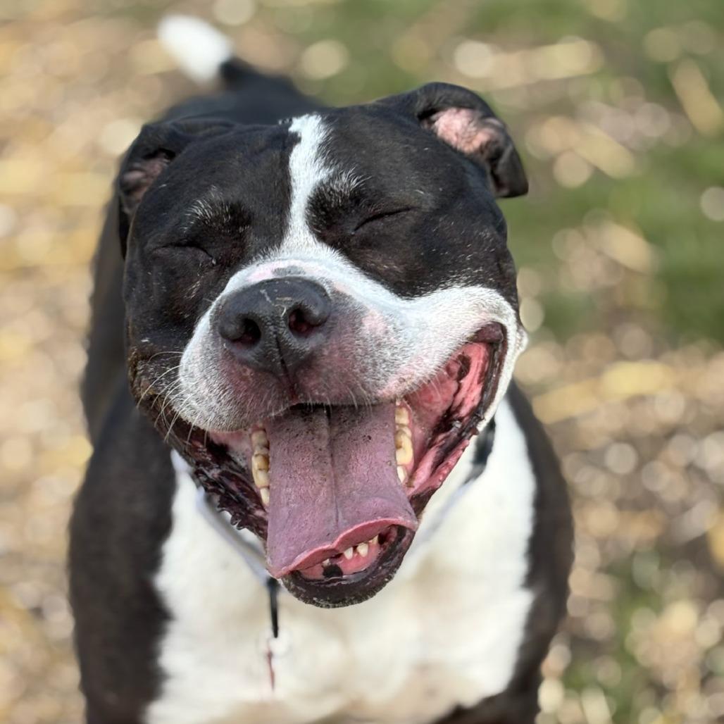 Enlarge Jinx, a Adoptable Mixed Breed in Medford, OR image 3/4