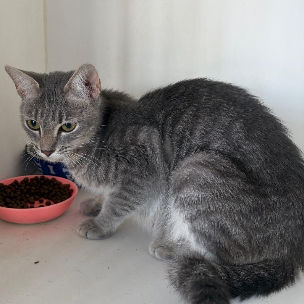 TXAC-Stray-20086, Adoptable, Young Female Domestic Short Hair.