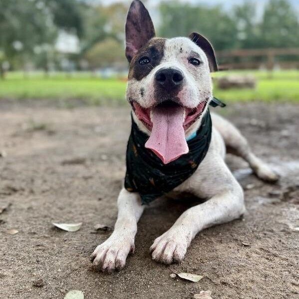 Diesel Donut your fun loving Romeo