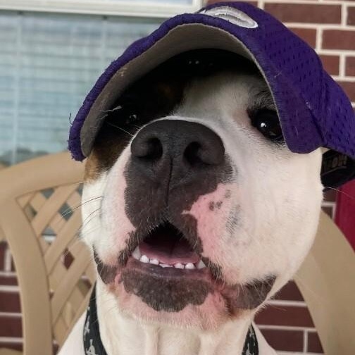 Diesel Donut your fun loving Romeo — thumbnail 3