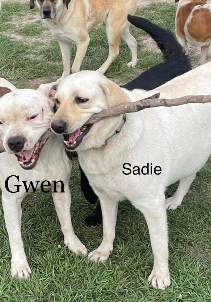 Sadie 3
