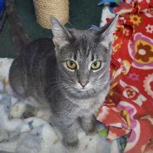 Simi — thumbnail 2