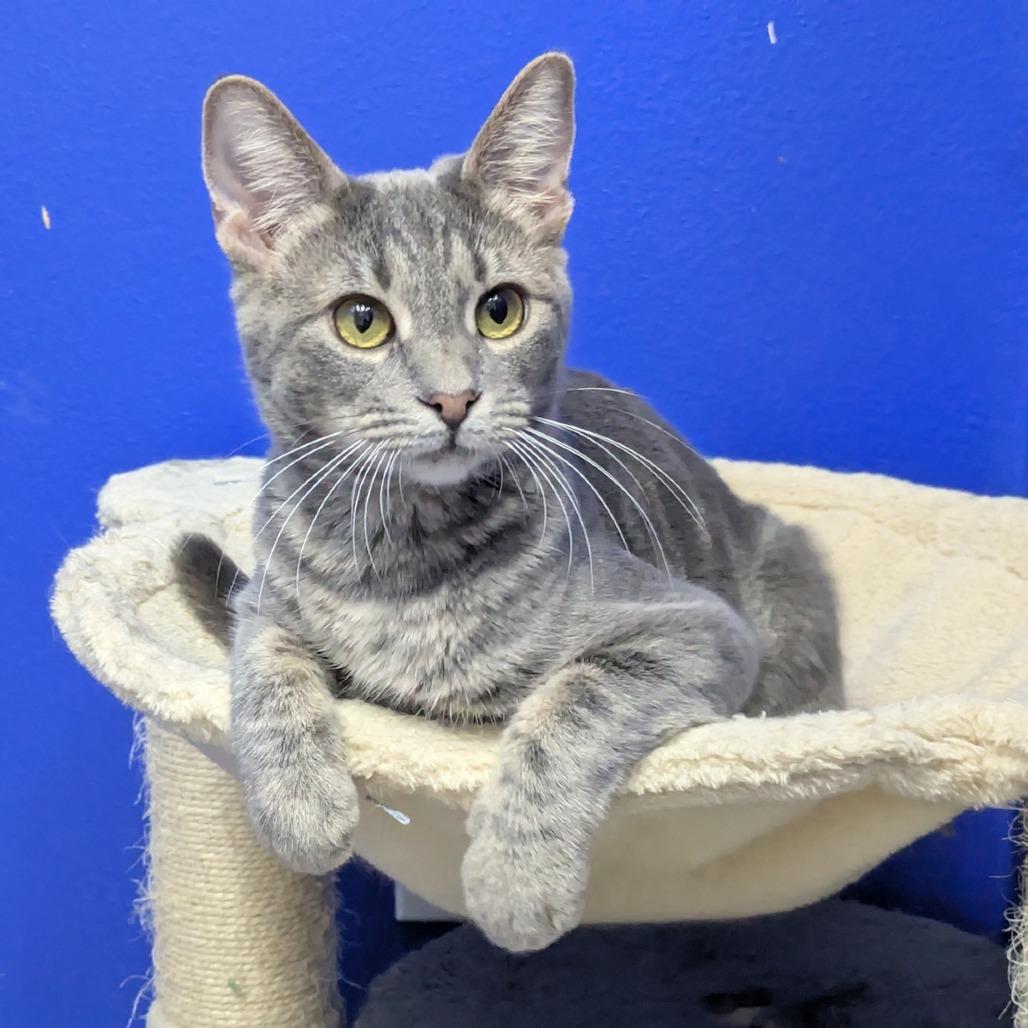 Simi — thumbnail 4