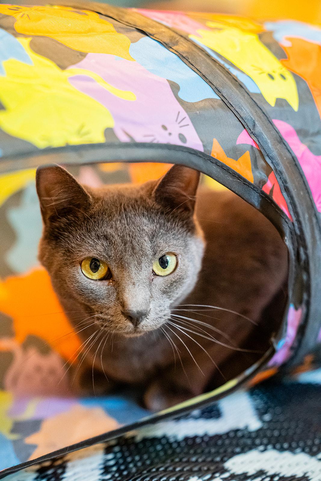 Starling, Adoptable, Adult Female Domestic Short Hair.