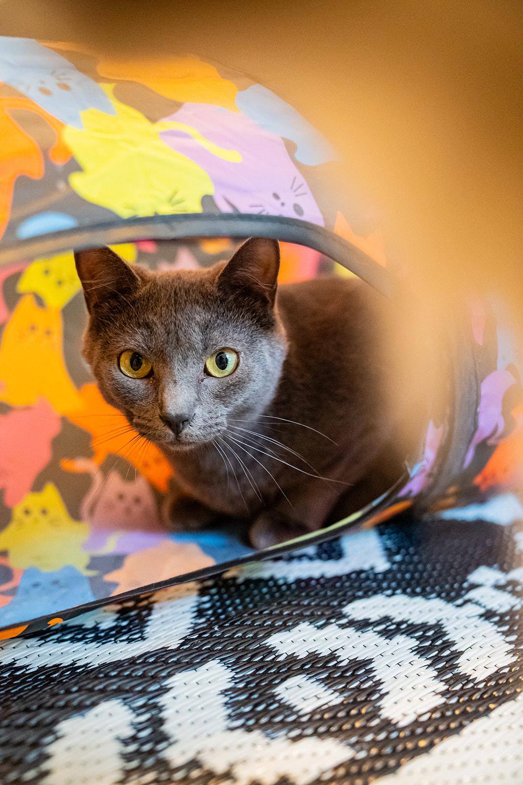 Enlarge Starling, a Adoptable Domestic Short Hair in Dellslow, WV image 3/5