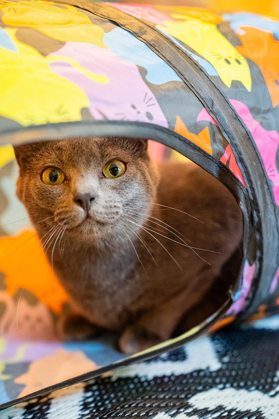 Enlarge Starling, a Adoptable Domestic Short Hair in Dellslow, WV image 2/5