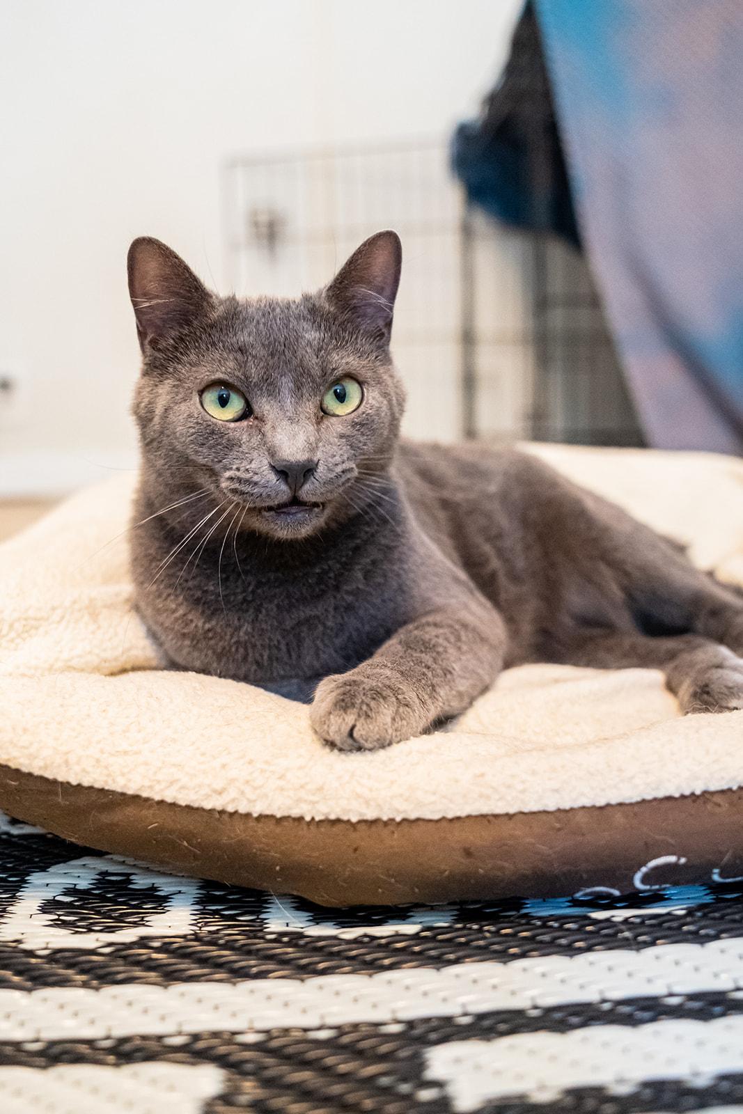 Enlarge Starling, a Adoptable Domestic Short Hair in Dellslow, WV image 5/5