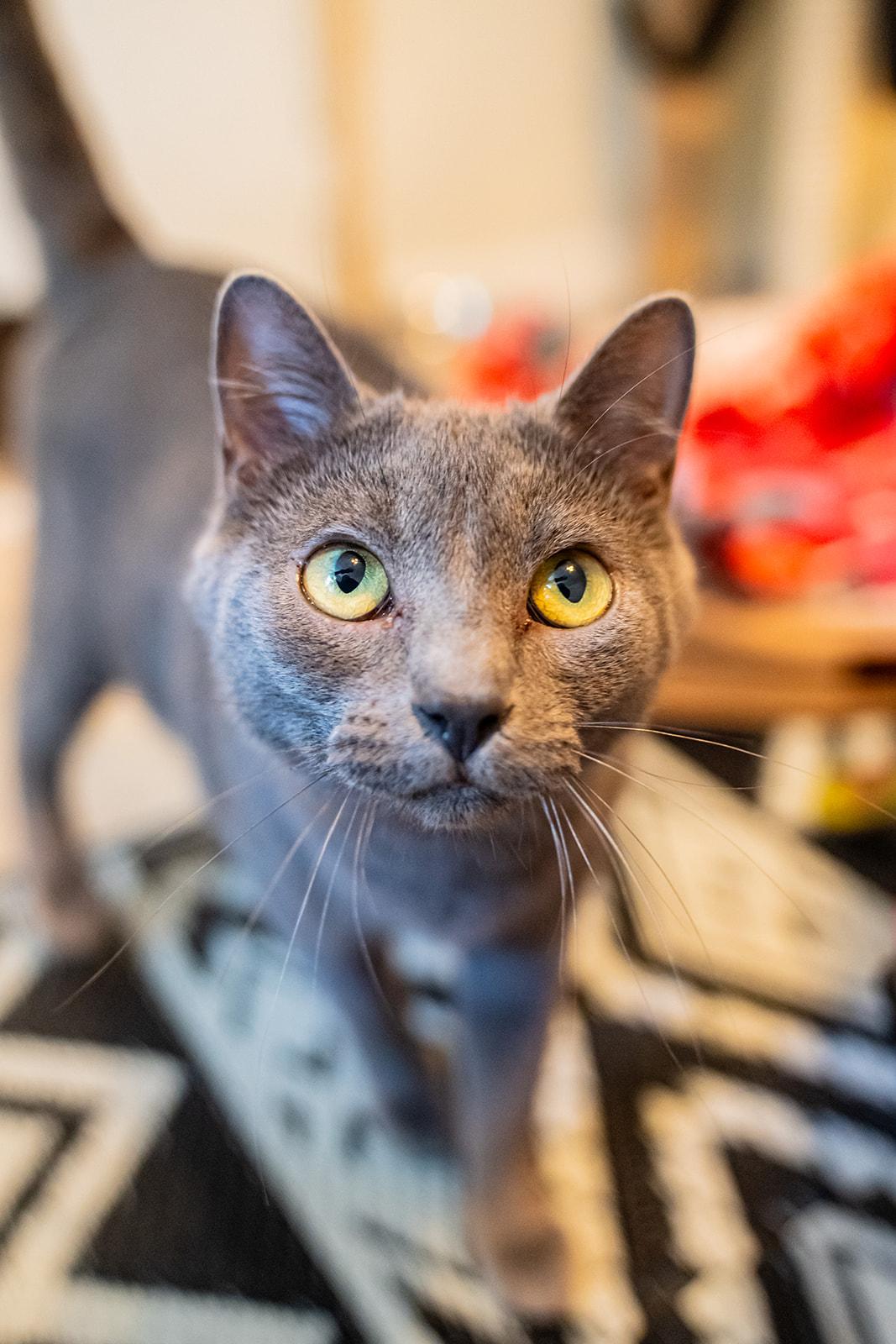 Enlarge Starling, a Adoptable Domestic Short Hair in Dellslow, WV image 4/5