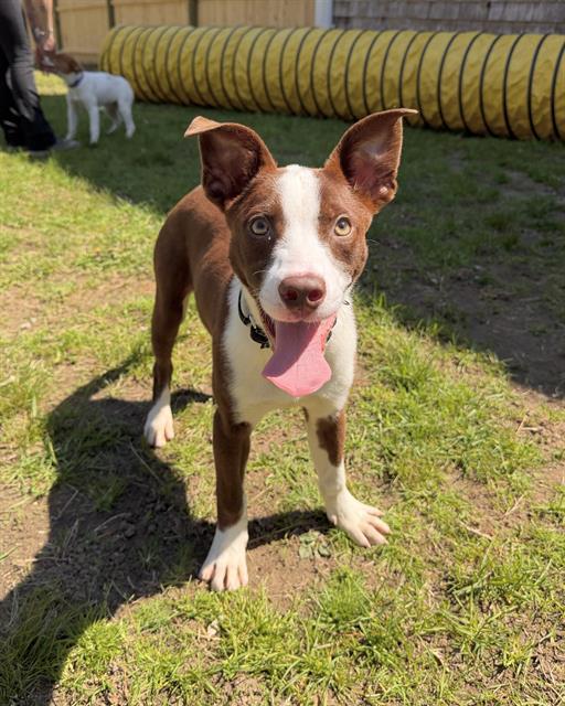 Enlarge RANDALL, a Adoptable mixed breed in Boston, MA image 1/1