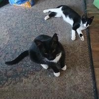 Enlarge Proby, a Adopted mixed breed in Clawson, MI image 2/2