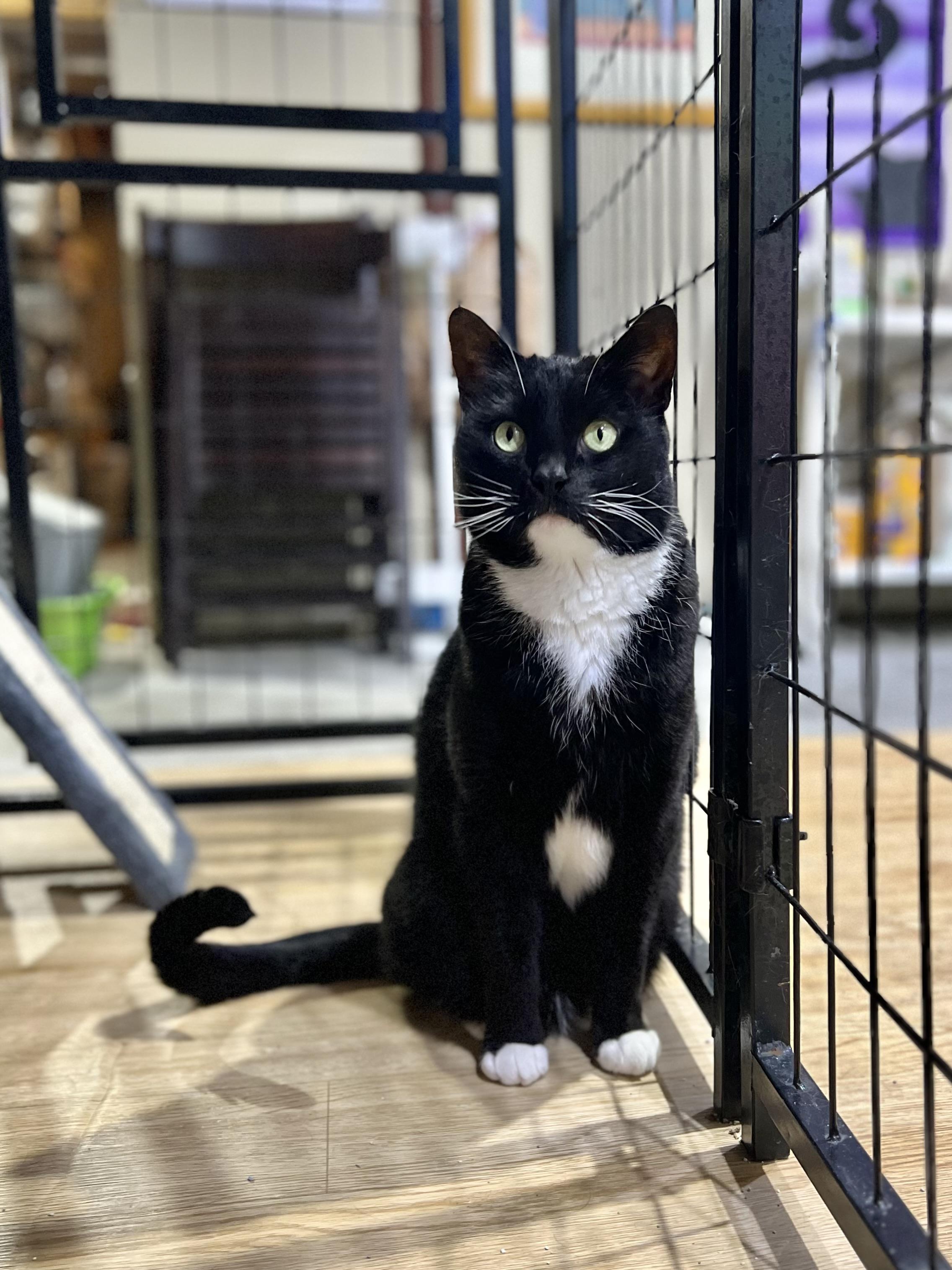 Pixie, an adoptable Domestic Short Hair in Brentwood, NH, 03833 | Photo Image 2
