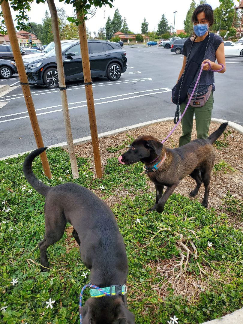 Miles black lab love!!!, Adoptable, Young Male Black Labrador Retriever & Vizsla.